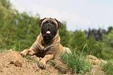 BULLMASTIFF 324